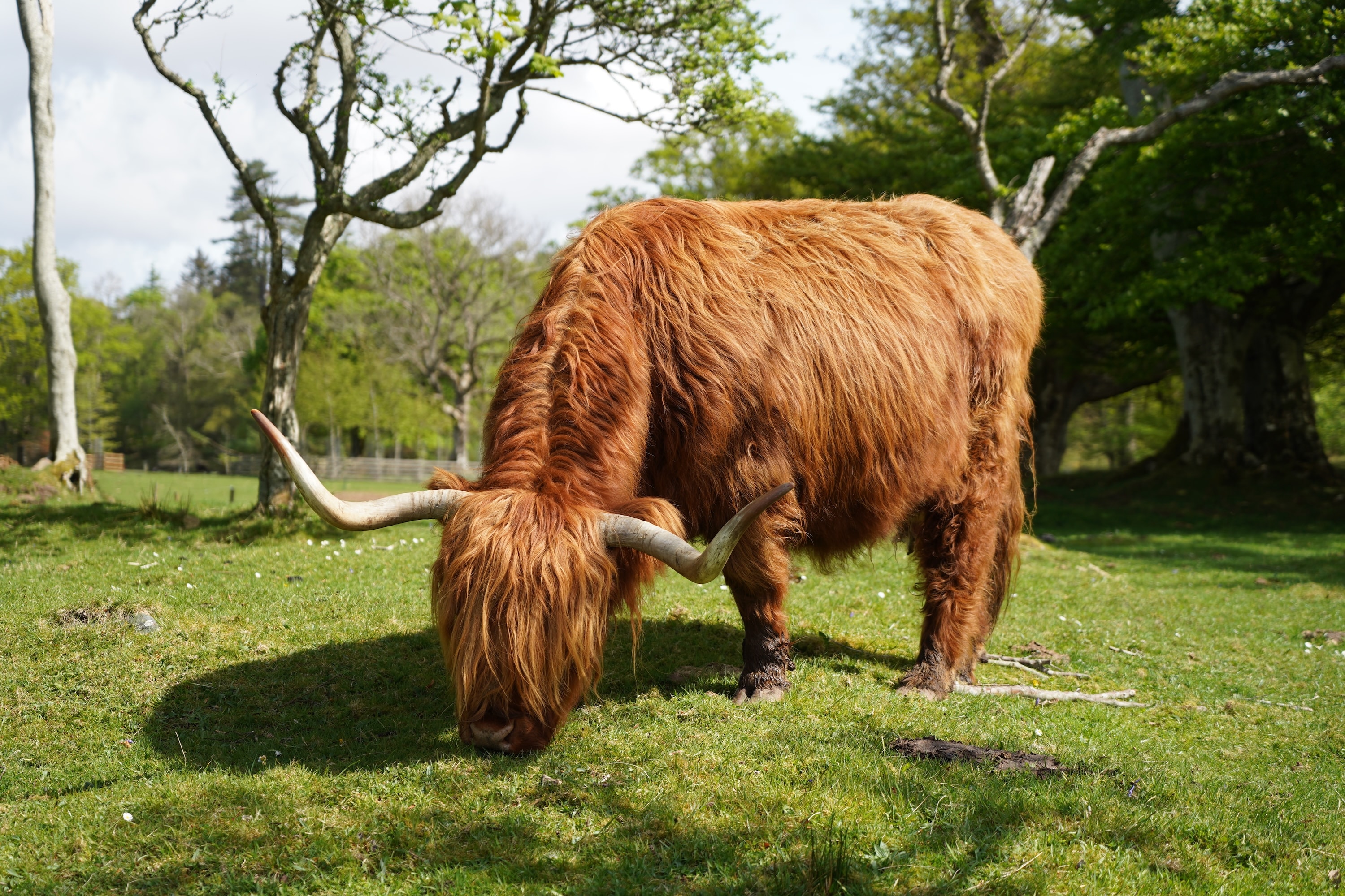 ILCE-7M3 - April 2019