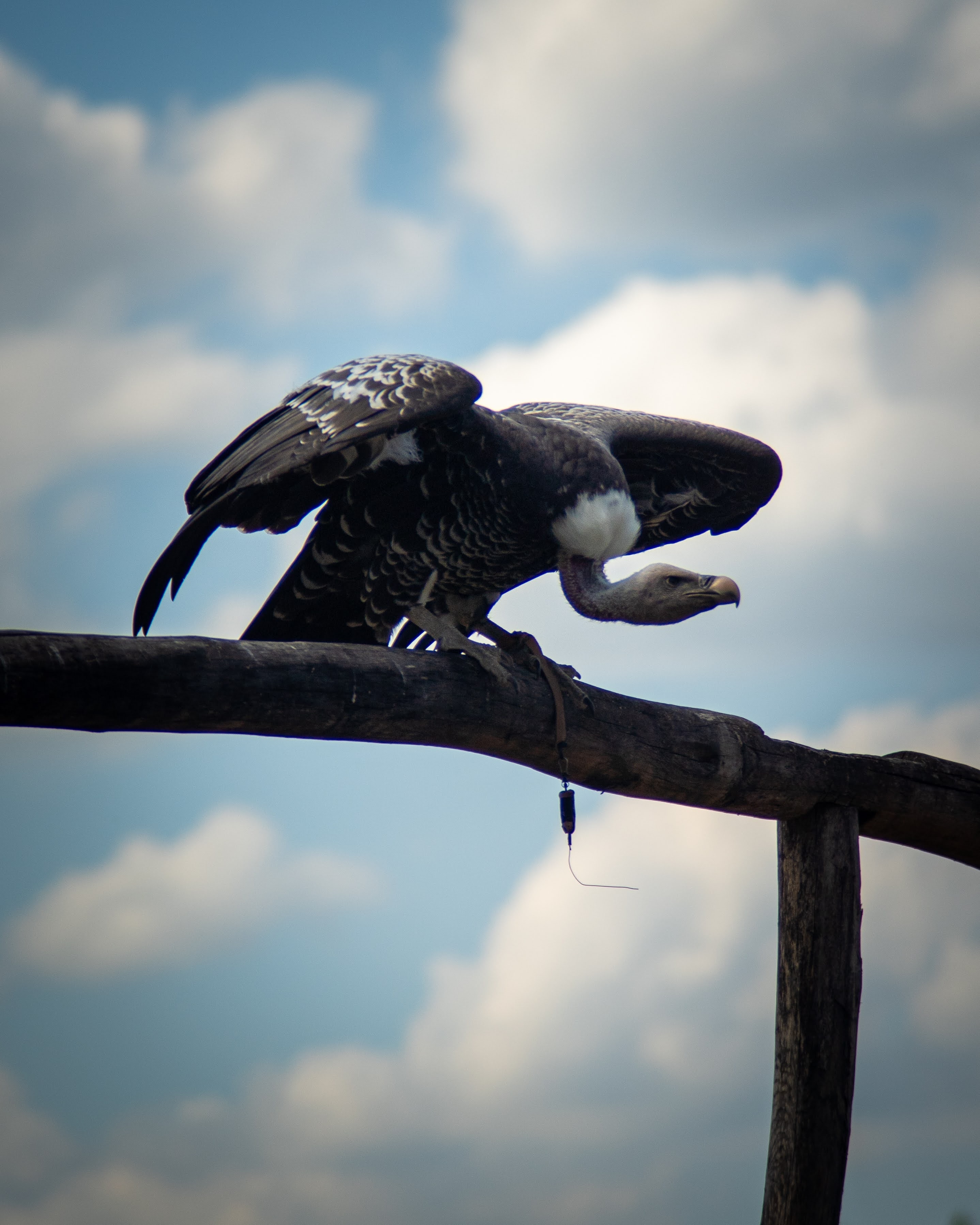 ILCE-7M3 - August 2020