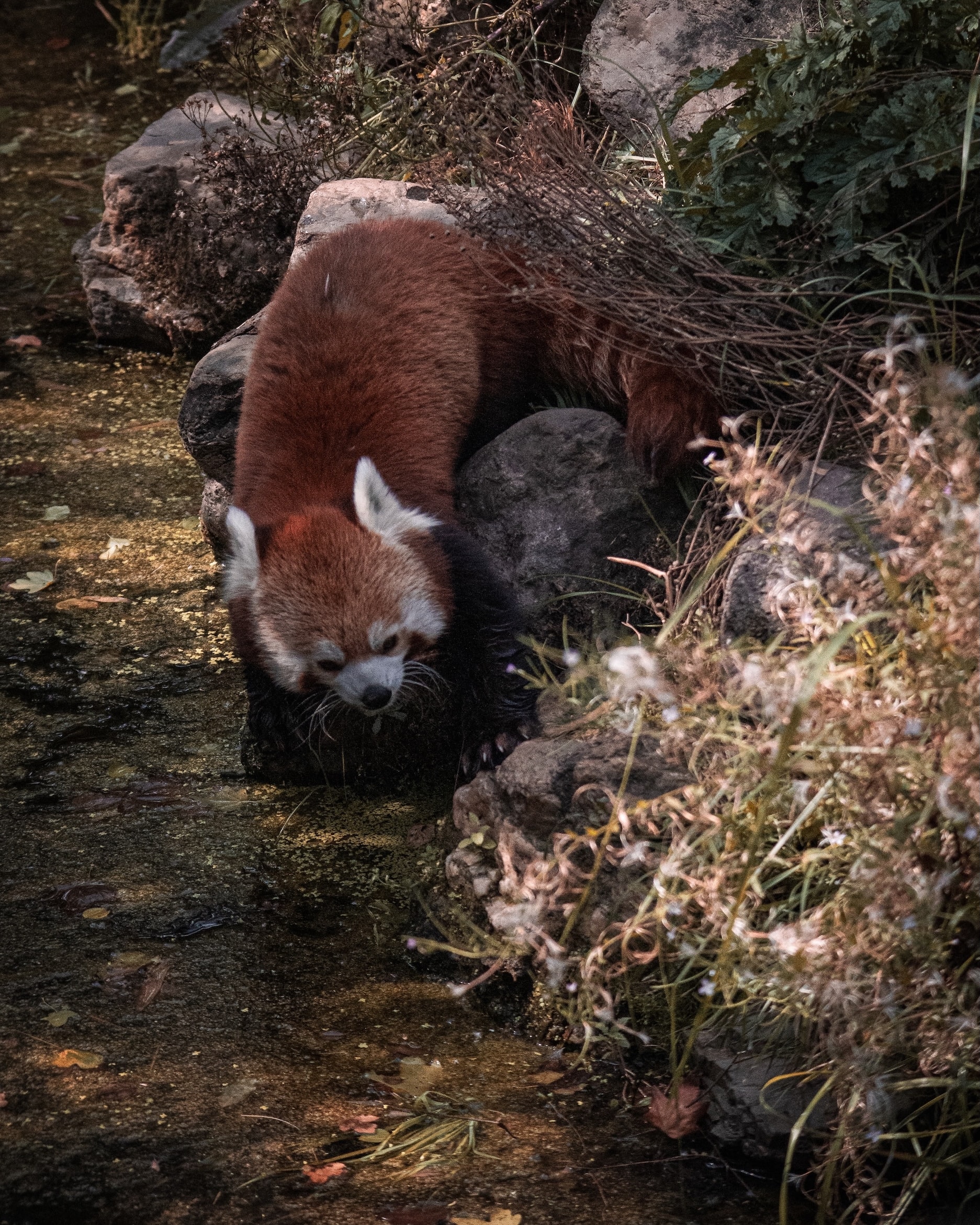 ILCE-7M3 - August 2020