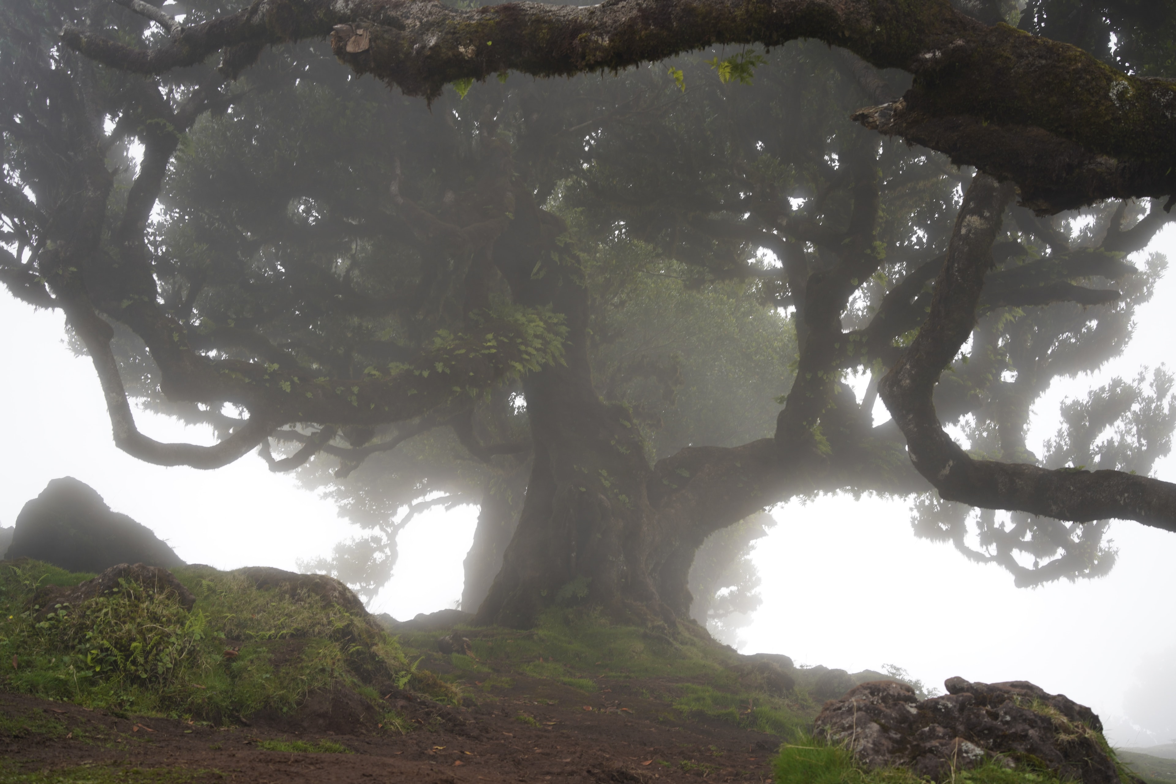 ILCE-7RM4 - September 2023